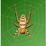 Une araignée